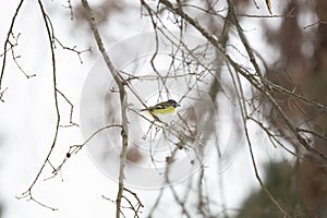 Adult Blue-Headed Vireo