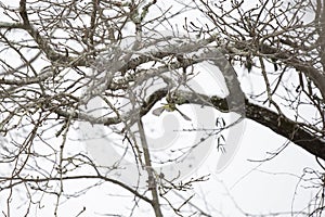 Adult Blue-Headed Vireo Flying