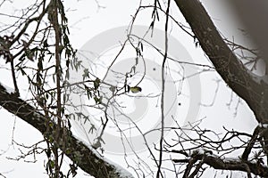 Adult Blue-Headed Vireo Hopping to a Branch