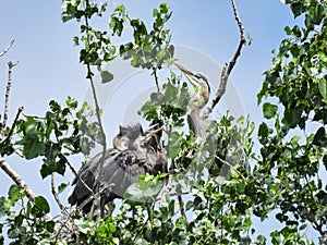 Adult Blue Heron Bird Returns to the Nest to Feed Three Babies