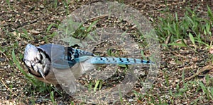 Adult Blue Jay -looking for food.