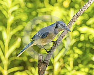 A adult blue jay perched on a tree limb in the forest.
