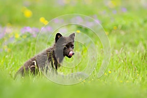 Adult blue morph arctic fox sticking a tongue out