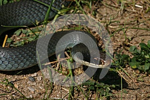 Blue Racer (Coluber constrictor foxii)