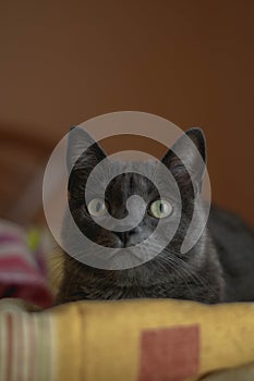 Adult blue russian cat on a bed.