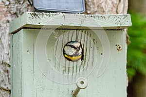 Adult Blue Tit bird seen just about to fly out of her nest box, attached to a garden tree.