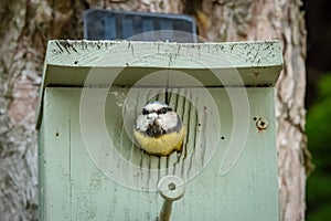 Adult Blue Tit bird seen just about to fly out of her nest box, attached to a garden tree.