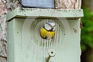 Adult Blue Tit bird seen just about to fly out of her nest box, attached to a garden tree.