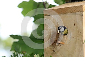 Blue tit, parus caeruleus, removing faecal sac