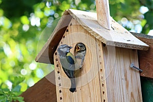 Adult blue tit, parus caeruleus, feeding young