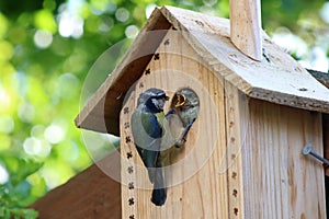 Adult blue tit, parus caeruleus, feeding young