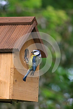 Adult blue tit, parus caeruleus, at nest box
