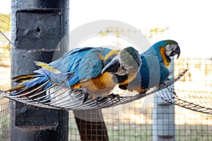 Adult Blue-and-yellow Macaw rescued recovering for free reintroduction