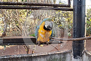 Adult Blue-and-yellow Macaw rescued recovering for free reintroduction