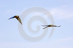 Adult Blue-and-yellow Macaws