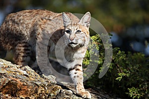 Adult Bobcat