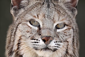 Adult Bobcat