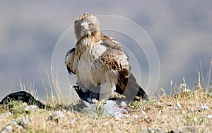 adult booted eagle with a prey in the field photo