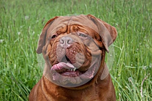 Adult bordeaux mastiff close up. French mastiff or bordeauxdog.