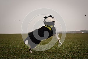 Adult border collie is cathing clay on the field.