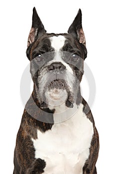 Adult Boxer dog, isolated on white