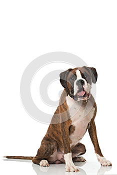 Big boxer dog sitting on white background