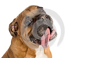 Adult Boxer of white background