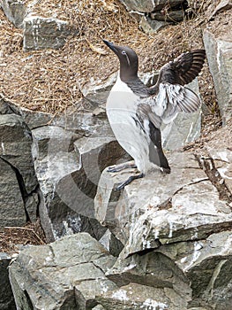 Adult Bridled Common Murre