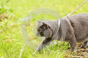 Adult british shorthair cat hunting in the grass