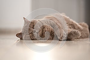 Adult British Shorthair Cat Sleeping Blissfully On Floor In Home.