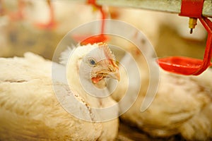 Adult broiler chickens in a poultry factory. Age 45 days