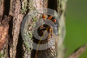 Adult Brood X cicada