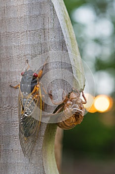 Adult Brood X cicada on a suburban fence next to nymph shell