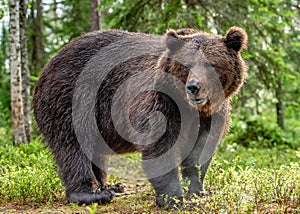 Adult Brown Bear. Close up portrait of Brown bear in the summer forest. Green natural background. Natural habitat. Scientific