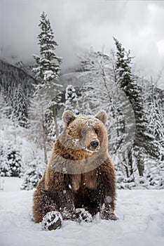 Adult Brown bear in cold time. Animal in wild winter nature