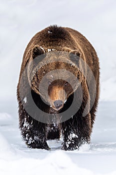 Adult Brown bear in cold time. Animal in wild winter nature