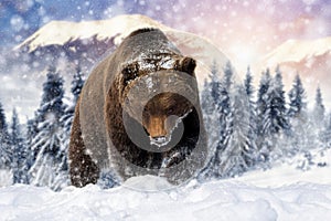 Adult Brown bear in cold time. Animal in wild winter nature