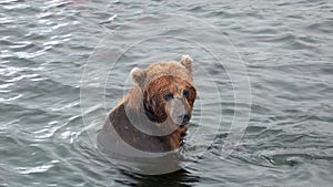 Adult Brown Bear Eats Caught Salmon Fish In Wildlife River During Spawning