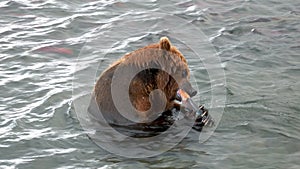 Adult Brown Bear Eats Caught Salmon Fish In Wildlife River During Spawning