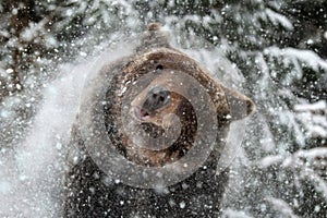 An adult brown bear is struggling from the snow. Animal in wild winter nature