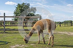 Adult brown coated alpaca like a llama in a farmhouse. Beautiful summer day on the farm with huacaya alpaca