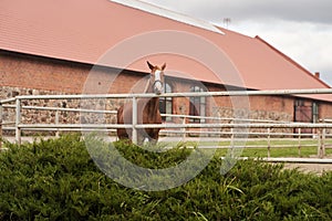 Adult brown horse in the paddock at the stud farm