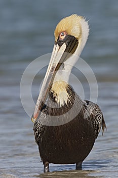 Adult Brown Pelican in Breeding Plumage