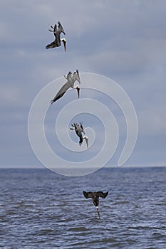 Adult Brown Pelican diving into the Atlantic Ocean - composite image photo