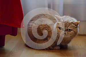 An adult brown Persian cat sits on the floor at home and looks suspiciously