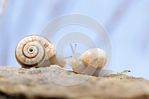 Adult brown shell winkle makes its appearance after a storm