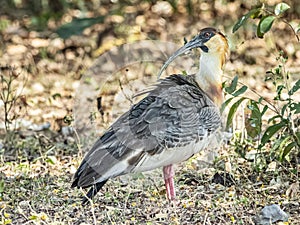 Adult Buff Necked Ibis