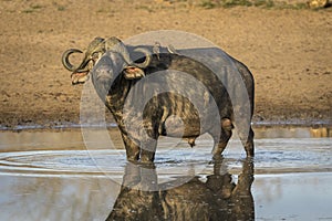 Adult buffalo bull standing in water with ox peckers on its back in Kruger Park in South Africa