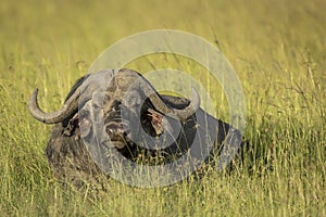 Adult buffalo lying in tall grass in Masai Mara in Kenya