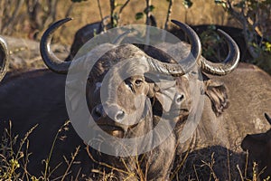 Adult buffalo portrait 2